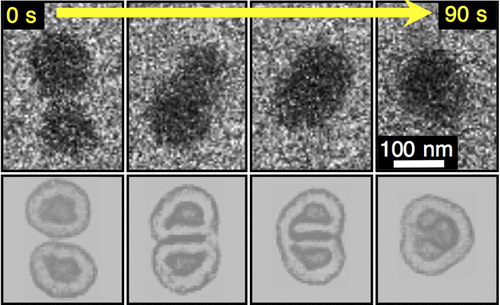 Micelle fusion events . Image copyright © 2017 American Chemical Society